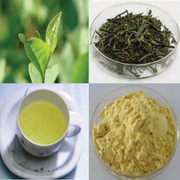 Green Tea Extract Powder